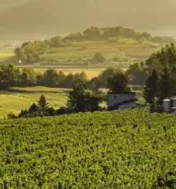 Vrhunska vina vipavska dolina